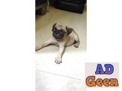 used TOP QUALITY PUG PUPPIES AVAILABLE IN CHENNAI 8428557069 for sale 